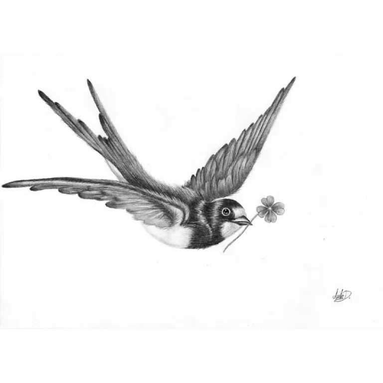 Swallow Bird